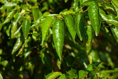 Purpurerle Alnus spaethii Mehrstämmig Alnus spaethii Mehrstämmig