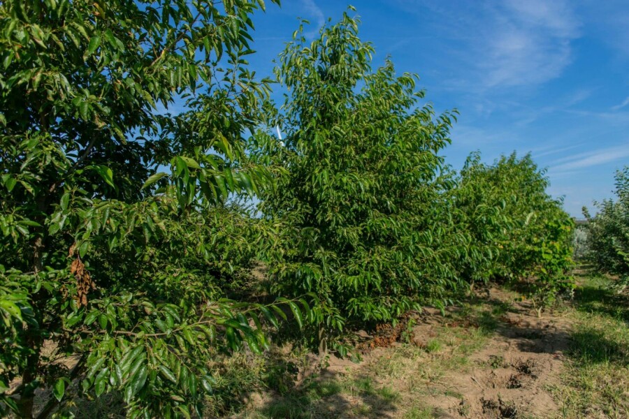 Purpurerle Alnus spaethii Mehrstämmig 200-250 T Alnus spaethii Mehrstämmig 200-250