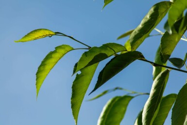 Purpurerle Alnus spaethii Mehrstämmig 200-250 T Alnus spaethii Mehrstämmig 200-250