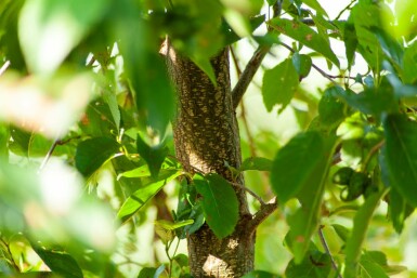 Purpurerle Alnus spaethii Mehrstämmig 200-250 T Alnus spaethii Mehrstämmig 200-250