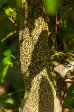 Purpurerle Alnus spaethii Mehrstämmig 200-250 T Alnus spaethii Mehrstämmig 200-250