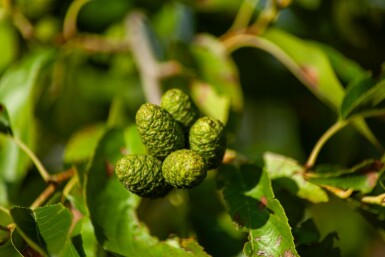 Purpurerle Alnus spaethii Mehrstämmig 200-250 T Alnus spaethii Mehrstämmig 200-250