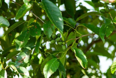 Purpurerle Alnus spaethii Mehrstämmig 200-250 T Alnus spaethii Mehrstämmig 200-250