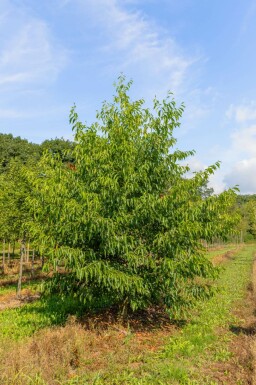 Purpurerle Alnus spaethii Mehrstämmig 200-250 T Alnus spaethii Mehrstämmig 200-250
