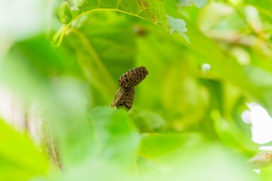 Purpurerle Alnus spaethii Mehrstämmig 200-250 T Alnus spaethii Mehrstämmig 200-250