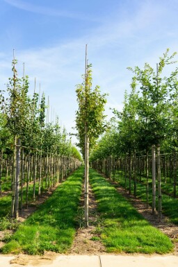 Felsenbirne Amelanchier arborea 'Robin Hill' Hochstamm Amelanchier arborea 'Robin Hill' Hochstamm