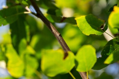 Felsenbirne Amelanchier arborea 'Robin Hill' Hochstamm Amelanchier arborea 'Robin Hill' Hochstamm