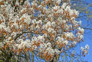 Kanadische Felsenbirne Amelanchier canadensis Hochstamm Amelanchier canadensis Hochstamm