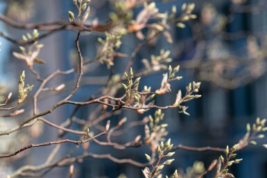Kanadische Felsenbirne Amelanchier canadensis Hochstamm Amelanchier canadensis Hochstamm