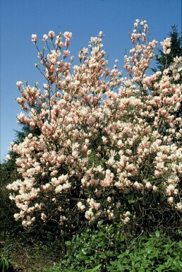 Tulpen-Magnolie Magnolia soulangeana Strauch 125-150 Topf 12 ltr. (C12) Magnolia soulangeana Strauch 125-150 cm