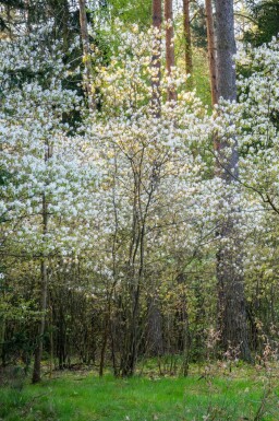 Kanadische Felsenbirne Amelanchier canadensis Mehrstämmig Amelanchier canadensis Mehrstämmig