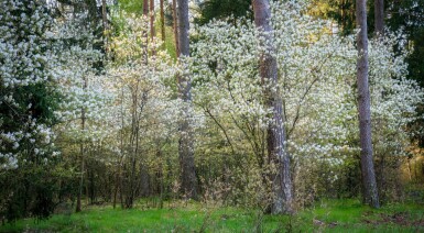 Kanadische Felsenbirne Amelanchier canadensis Mehrstämmig Amelanchier canadensis Mehrstämmig