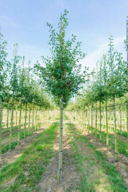 Kahle Felsenbirne Amelanchier laevis 'Ballerina' Hochstamm Amelanchier laevis 'Ballerina' Hochstamm