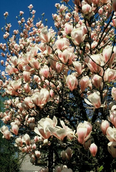 Tulpen-Magnolie Magnolia soulangeana Strauch 20-30 Topf 2 ltr. (C2) Magnolia soulangeana Strauch 20-30 cm