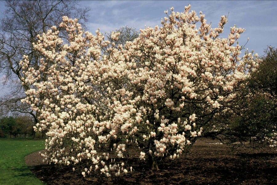 Tulpen-Magnolie Magnolia soulangeana Strauch 20-30 Topf 2 ltr. (C2) Magnolia soulangeana Strauch 20-30 cm
