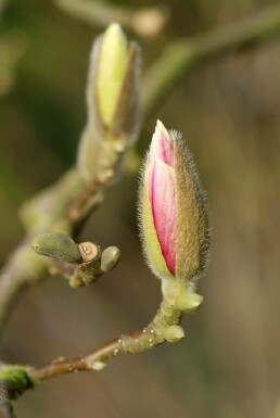 Tulpen-Magnolie Magnolia soulangeana Strauch 20-30 Topf 2 ltr. (C2)