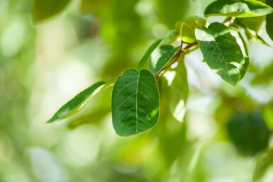 Kupfer-Felsenbirne Amelanchier lamarckii Hochstamm Stammumfang 4-6 T Amelanchier lamarckii Hochstamm 4/6