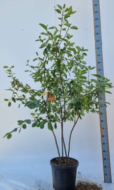 Kupfer-Felsenbirne Amelanchier lamarckii Mehrstämmig Amelanchier lamarckii Mehrstämmig