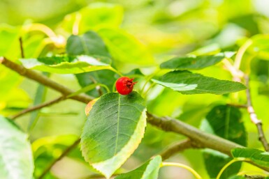 Kupfer-Felsenbirne Amelanchier lamarckii Mehrstämmig 175-200 T Amelanchier lamarckii Mehrstämmig 175-200