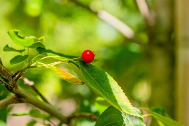 Kupfer-Felsenbirne Amelanchier lamarckii Mehrstämmig 175-200 T Amelanchier lamarckii Mehrstämmig 175-200