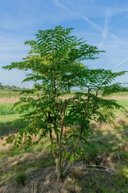 Japanische Aralie Aralia elata Mehrstämmig Aralia elata Mehrstämmig