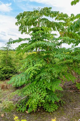 Japanische Aralie Aralia elata Mehrstämmig Aralia elata Mehrstämmig