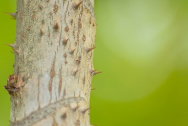 Japanische Aralie Aralia elata Mehrstämmig 200-250 T Aralia elata Mehrstämmig 200-250