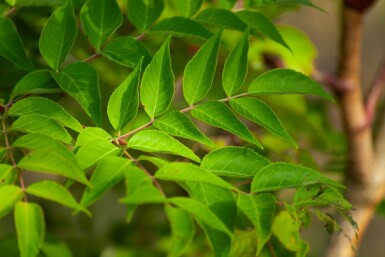 Japanische Aralie Aralia elata Mehrstämmig 200-250 T Aralia elata Mehrstämmig 200-250