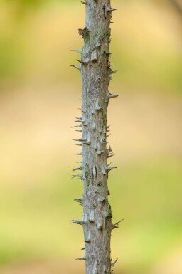 Japanische Aralie Aralia elata Mehrstämmig 200-250 T Aralia elata Mehrstämmig 200-250