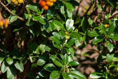 Erdbeerbaum Arbutus unedo Arbutus unedo