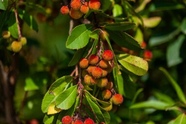 Erdbeerbaum Arbutus unedo Arbutus unedo