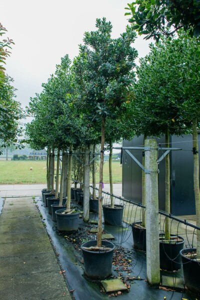 Erdbeerbaum Arbutus unedo Hochstamm Stammumfang 10-12 T Arbutus unedo Hochstamm 10/12