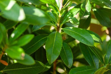 Erdbeerbaum Arbutus unedo Hochstamm Stammumfang 10-12 T Arbutus unedo Hochstamm 10/12