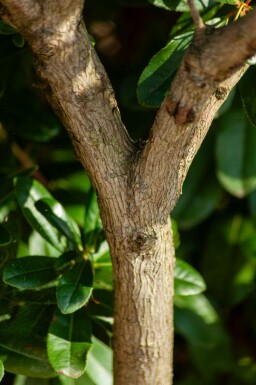 Erdbeerbaum Arbutus unedo Hochstamm Stammumfang 10-12 T Arbutus unedo Hochstamm 10/12