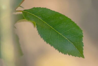 Erdbeerbaum Arbutus unedo Hochstamm Stammumfang 10-12 T Arbutus unedo Hochstamm 10/12