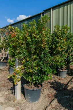Erdbeerbaum Arbutus unedo Mehrstämmig Arbutus unedo Mehrstämmig