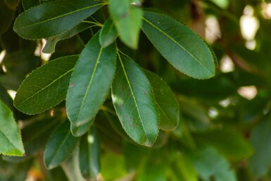 Erdbeerbaum Arbutus unedo Mehrstämmig Arbutus unedo Mehrstämmig