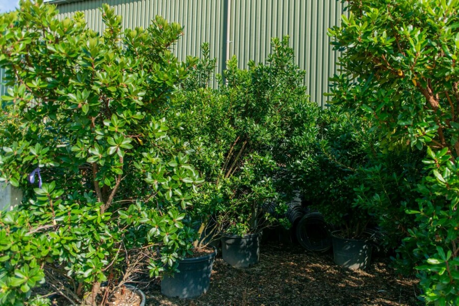 Erdbeerbaum Arbutus unedo Mehrstämmig 200-250 T Arbutus unedo Mehrstämmig 200-250