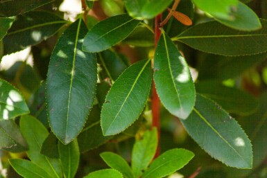 Erdbeerbaum Arbutus unedo Mehrstämmig 200-250 T Arbutus unedo Mehrstämmig 200-250