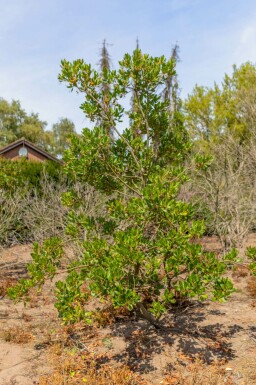 Erdbeerbaum Arbutus unedo Mehrstämmig 200-250 T Arbutus unedo Mehrstämmig 200-250
