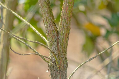 Erdbeerbaum Arbutus unedo Mehrstämmig 200-250 T Arbutus unedo Mehrstämmig 200-250
