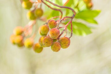 Erdbeerbaum Arbutus unedo Mehrstämmig 200-250 T Arbutus unedo Mehrstämmig 200-250