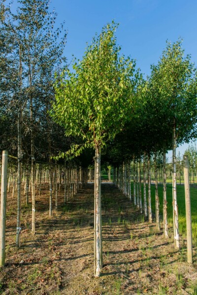 Chinesische Birke Betula albosinensis Hochstamm Stammumfang 10-12 T Betula albosinensis Hochstamm 10/12