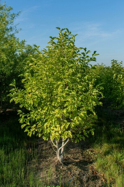 Chinesische Birke Betula albosinensis Mehrstämmig 200-250 T Betula albosinensis Mehrstämmig 200-250