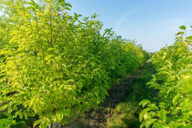Chinesische Birke Betula albosinensis MehrstÀmmig Betula albosinensis MehrstÀmmig