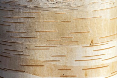 Chinesische Birke Betula albosinensis Mehrstämmig 200-250 T Betula albosinensis Mehrstämmig 200-250