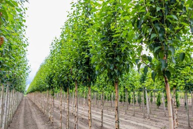 Himalaya-Birke Betula utilis 'Fascination' Hochstamm Betula utilis 'Fascination' Hochstamm