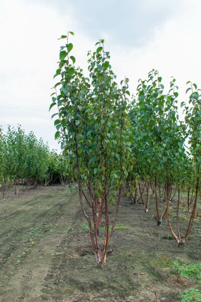 Himalaya-Birke Betula utilis 'Fascination' Mehrstämmig 200-250 T Betula utilis 'Fascination' Mehrstämmig 200-250