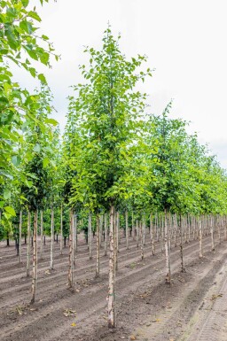 Schwarz-Birke Betula nigra Hochstamm Betula nigra Hochstamm