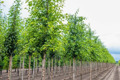 Schwarz-Birke Betula nigra Hochstamm Betula nigra Hochstamm